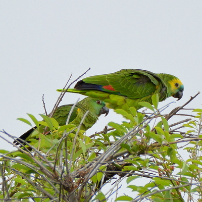 Turquose-Fronted Amazon